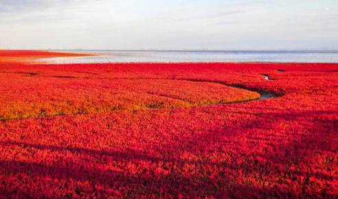 （网站测试用）唯爱东北秋色——红海滩看不一样的中国红