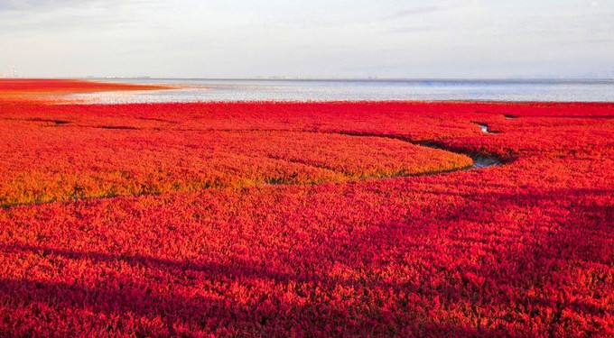 （网站测试用）唯爱东北秋色——红海滩看不一样的中国红